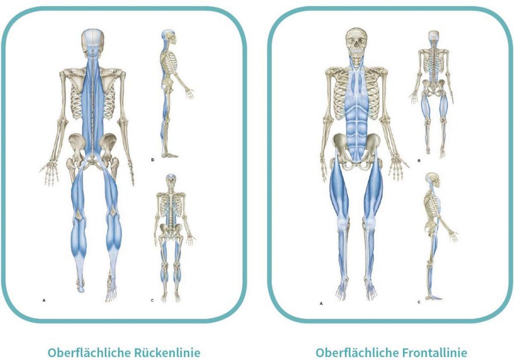 Oberflächliche myofasziale Leitbahnen - Rücken- und Frontallinie (Quelle: https://www.trainingsworld.com/sportmedizin/flossing-in-therapie-und-training-6512622)